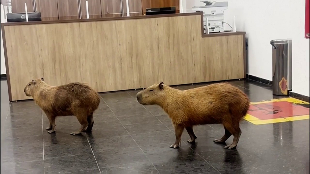 Capybaras Unexpectedly Enter Government Building, Surprising Lawmakers Capybaras Unexpectedly Enter Government Building, Surprising Lawmakers