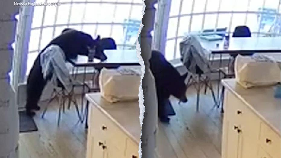 Colorado Family Finds Black Bear Eating Breakfast in Kitchen Colorado Family Finds Black Bear Eating Breakfast in Kitchen