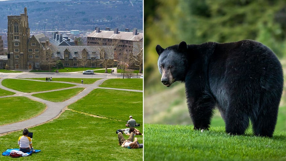 Cornell Bans Wild Game Butchering After Bear Carcass Was Prepared in Dorm Kitchen Cornell Bans Wild Game Butchering After Bear Carcass Was Prepared in Dorm Kitchen