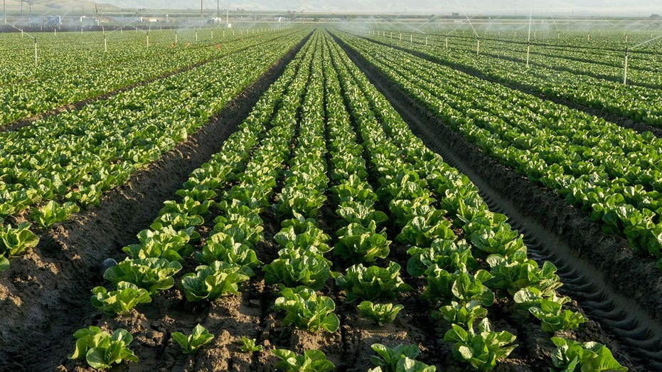 Cyclospora Fears Drive Lettuce Demand Down as Farmers Destroy Crops Cyclospora Fears Drive Lettuce Demand Down as Farmers Destroy Crops