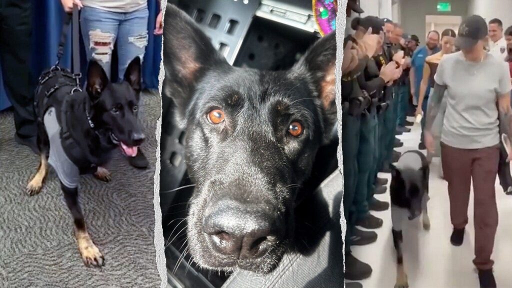 K-9 Ace the German Shepherd Rejoins Polk County Sheriff’s Office K-9 Ace the German Shepherd Rejoins Polk County Sheriff's Office