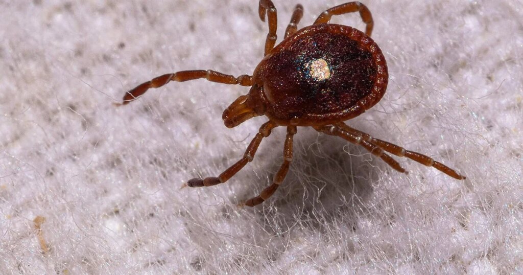 Surge in Tick Population Linked to Rise in Alpha-Gal Syndrome Cases