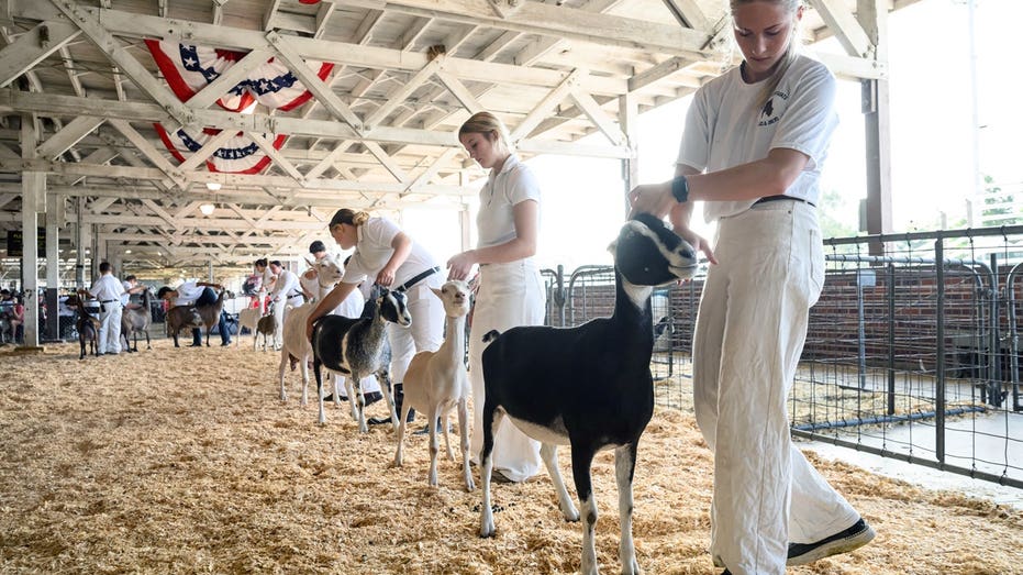 North Carolina Warns of Rabies Exposure After Four Baby Goats Test Positive North Carolina Warns of Rabies Exposure After Four Baby Goats Test Positive