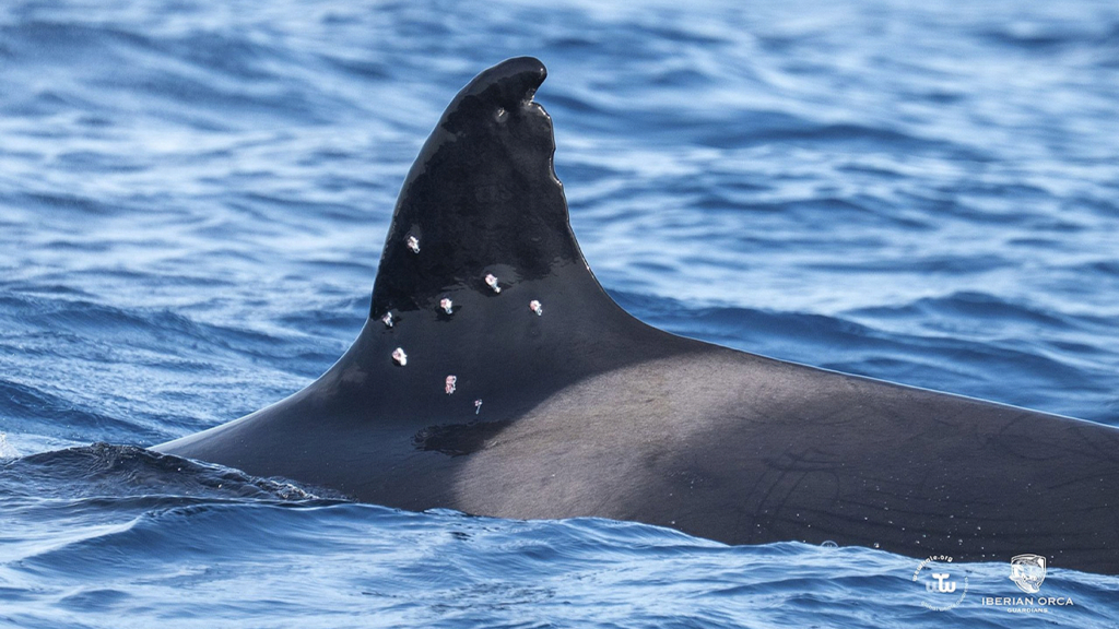 Spain Investigates Shotgun Wounds Found on Iberian Orca Spain Investigates Shotgun Wounds Found on Iberian Orca