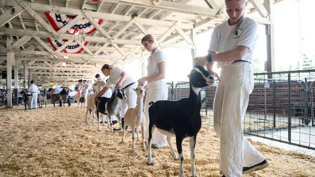 North Carolina Issues Rabies Warning After Goats at Petting Zoo Test Positive North Carolina Issues Rabies Warning After Goats at Petting Zoo Test Positive