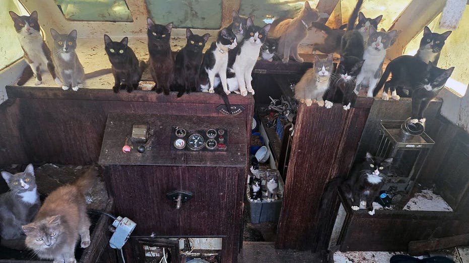 Police Rescue 60 Cats and Kittens from Abandoned Sailboat in Washington Police Rescue 60 Cats and Kittens from Abandoned Sailboat in Washington