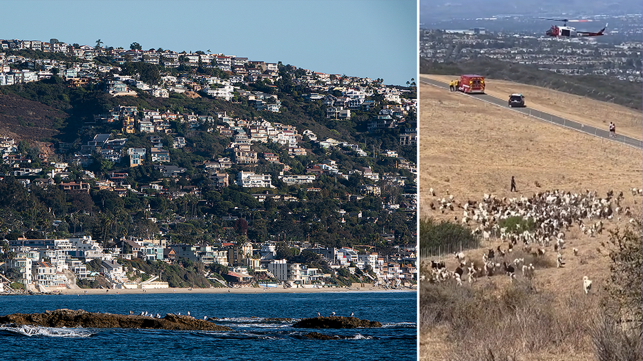 Sheepdog Helps Clear Goats for Emergency Helicopter Landing in Laguna Beach Sheepdog Helps Clear Goats for Emergency Helicopter Landing in Laguna Beach