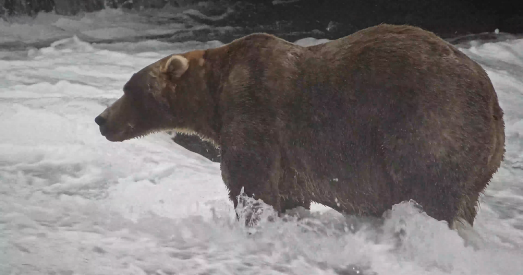 Backpack Named Fat Bear Week 2026 Champion, Defeating Offspring of Former Winner