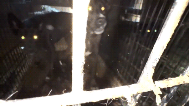 California Rescue Operator Charged After More Than 300 Animals Found in Squalor California Rescue Operator Charged After More Than 300 Animals Found in Squalor