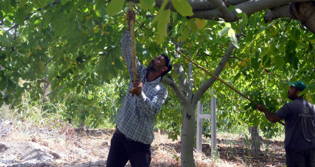 Mass Planting Initiative Underway for 800,000 Trees, Bringing Joy This Year Mass Planting Initiative Underway for 800,000 Trees, Bringing Joy This Year