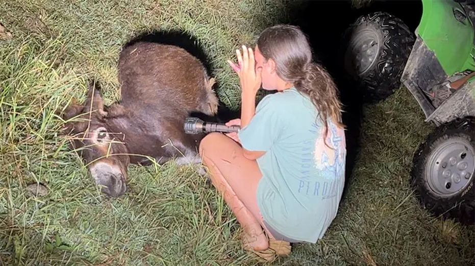 Georgia Officer Placed on Leave After Pet Donkey Is Shot During Missing-Child Search Georgia Officer Placed on Leave After Pet Donkey Is Shot During Missing-Child Search