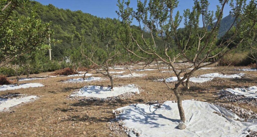 Limited Harvest Yields One Kilo Per Tree, Sold at 35,000 Liras Limited Harvest Yields One Kilo Per Tree, Sold at 35,000 Liras