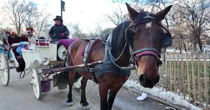 New York City Council Approves Ban on Horse-Drawn Carriage Rides Within Two Years New York City Council Approves Ban on Horse-Drawn Carriage Rides Within Two Years