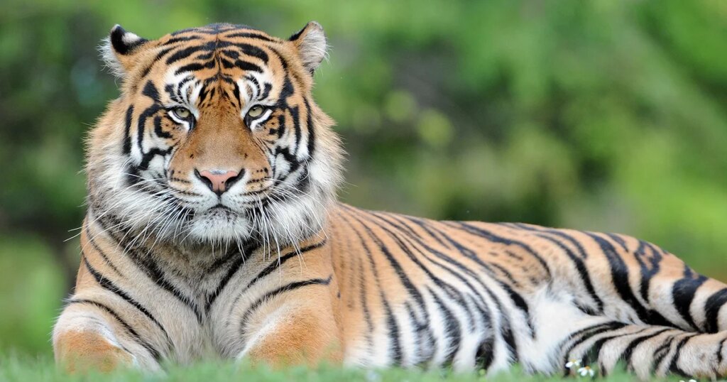 Tiger Kills Man After He Enters Wildlife Park Enclosure in England
