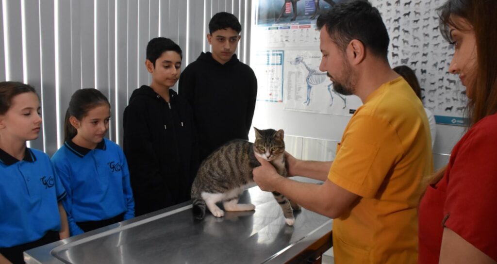 Community in Izmir Comes Together to Rescue Injured Cat "Cookie" with Donations
