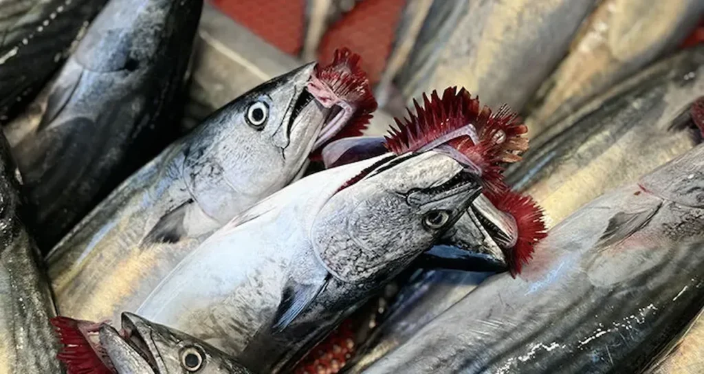 Fishermen Urge 'Do Not Fish' Action Amid Concerns