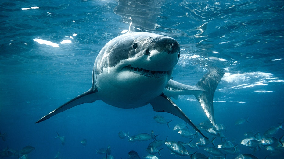 Suspected Shark Strike Capsizes Kayak off California Coast Suspected Shark Strike Capsizes Kayak off California Coast